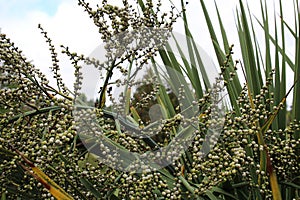 Close up of the berries of an Astelia nervosa plant in Seattle, Washington photo