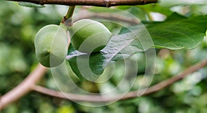 Close-up fruit of common pawpaw growing on Asimina triloba in summer garden. Nature concept for any design background.