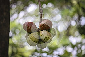 Close-up of the fruit of the java olive tree