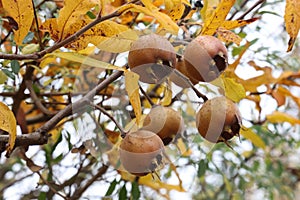 Close up of a fruit of Mespilus germanica, also named common medlar on a tree