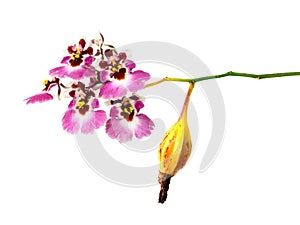 Close up fruit of Oncidium orchid plant on white background