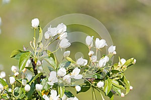 Close-up of fruit tree in bloom against a clear sky with light clouds, numerous white flowers, intricate stamen structures photo