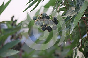 Close-up of fruit in tropical forest, blurred background, selectable focus.