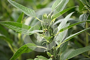 Close-up of fruitful sesame seeds