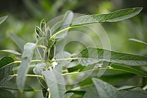 Close-up of fruitful sesame seeds