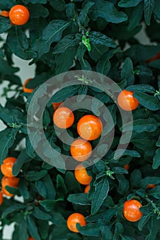 Close-up fruiting Solanum pseudocapsicum or Winter cherry, selective focus, copy space