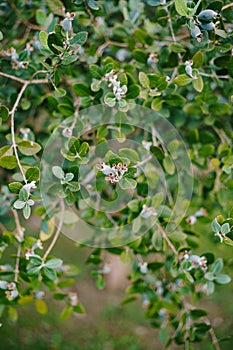 Close-up of fruits on the Feijoa tree, Akka Sellova, Pineapple grass.