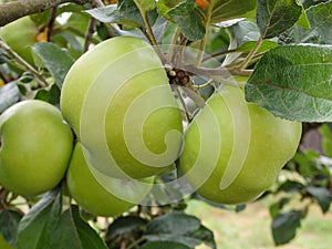 Close-Up Of Fruits Growing On Tree. Apples ripen on a columnar apple tree