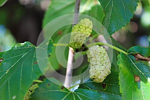 Close up of the fruits of ripe and unripe white mulberry on a branch. Morus alba as white mulberry
