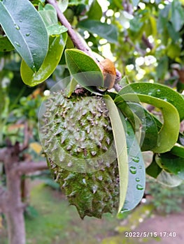 close-up of fruits subtropic  soursop in garden