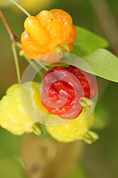 Closeup of ripe and unripe Surinam cherries photo
