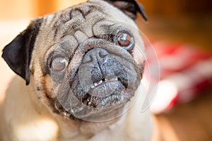 Close up of a frustrated pug dog