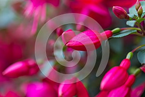 Close up of fuchsia flowers (Onagraceae Salvia Splendens)