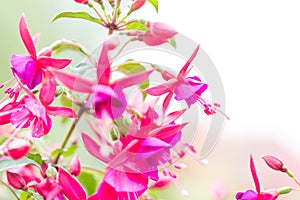 Close up of fuchsia flowers (Onagraceae Salvia Splendens)