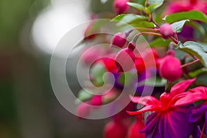 Close up of fuchsia flowers (Onagraceae Salvia Splendens)