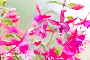 Close up of fuchsia flowers (Onagraceae Salvia Splendens) photo