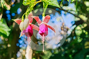 Fuchsia magellanica, hummingbird fuchsia or hardy fuchsia, California photo
