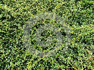 Close-up Fukien tea plant wall