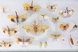 Fulgoridae insect specimens photo