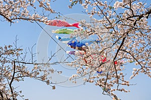 beautiful pink cherry blossoms flowers ( sakura ) in springtime sunny day with blue sky
