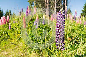 Close up full bloom purple lupine flower