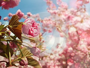 Close up full bloom of sakura Japanese cherry blossom. Wild pink flowering tree buds blooming and green leaves growing