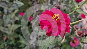 a close up of full bloom zinia pink flower