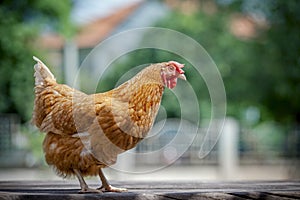 Close up full body of brown chicken in organic livestock farm