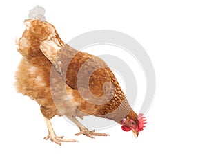 Close up full body of chicken hen eating food isolate white back