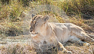 Close-up full body portrait of female lion, Panthera leo, lying down in tall grass with her head up