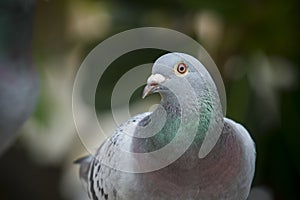 Close up full body of speed racing pigeon bird on g reen blur ba