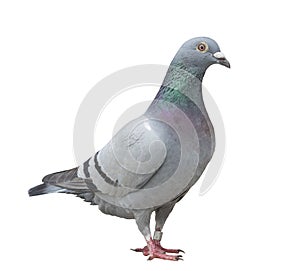 close up full body of speed racing pigeon bird isolate white background