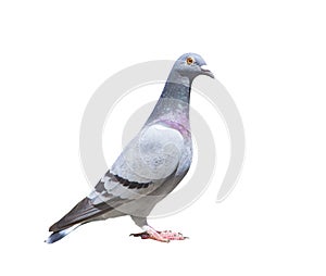 Close up full body of speed racing pigeon bird isolated white ba