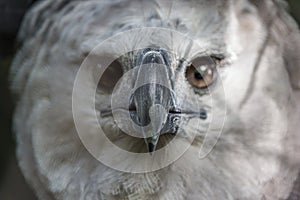 Close-up full face portrait of a harpy eagle photo