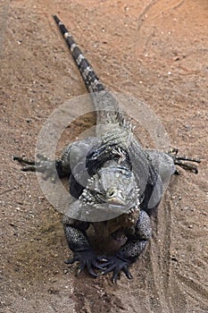 Close up full length portrait of blue iguana