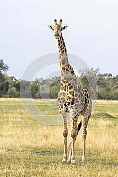 Close up full length portrait of a giraffe on the grasslands in Botswana, Africa