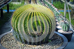 Close up full range of echino cactus in planting pot