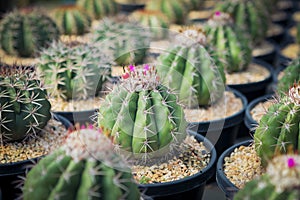 Close up full range of melocactus in planting pot