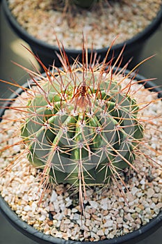 Close up full range of melocactus in planting pot