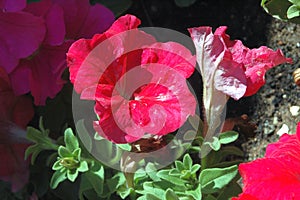 Close-up of Full Red Petunia blooms with morning natural full warm sunlight