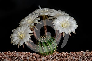 Close up fullboom flower of cactus