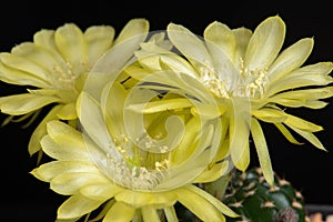 Close up fullboom flower of cactus