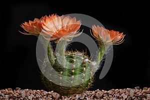 Close up fullboom flower of cactus