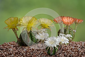 Close up fullboom flower of cactus