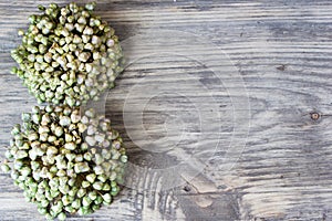 Close up of a fully developed leek seed head