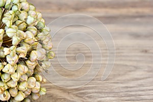 Close up of a fully developed leek seed head