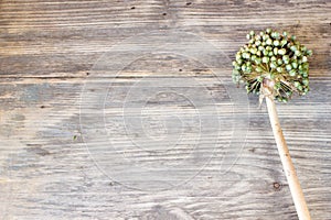 Close up of a fully developed leek seed head