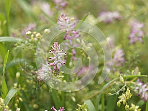 Close-up of Fumaria capreolata, the white ramping fumitory, flower on a blurred background