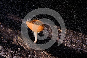 Close up of Fungi cup orange mushroom cup mushroom or champagne