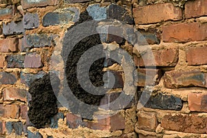 Close-up of a fungus-growing termite nest on a brick wall